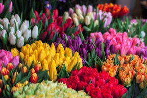 CamAZ of tulips stolen at Foodcity market in Moscow