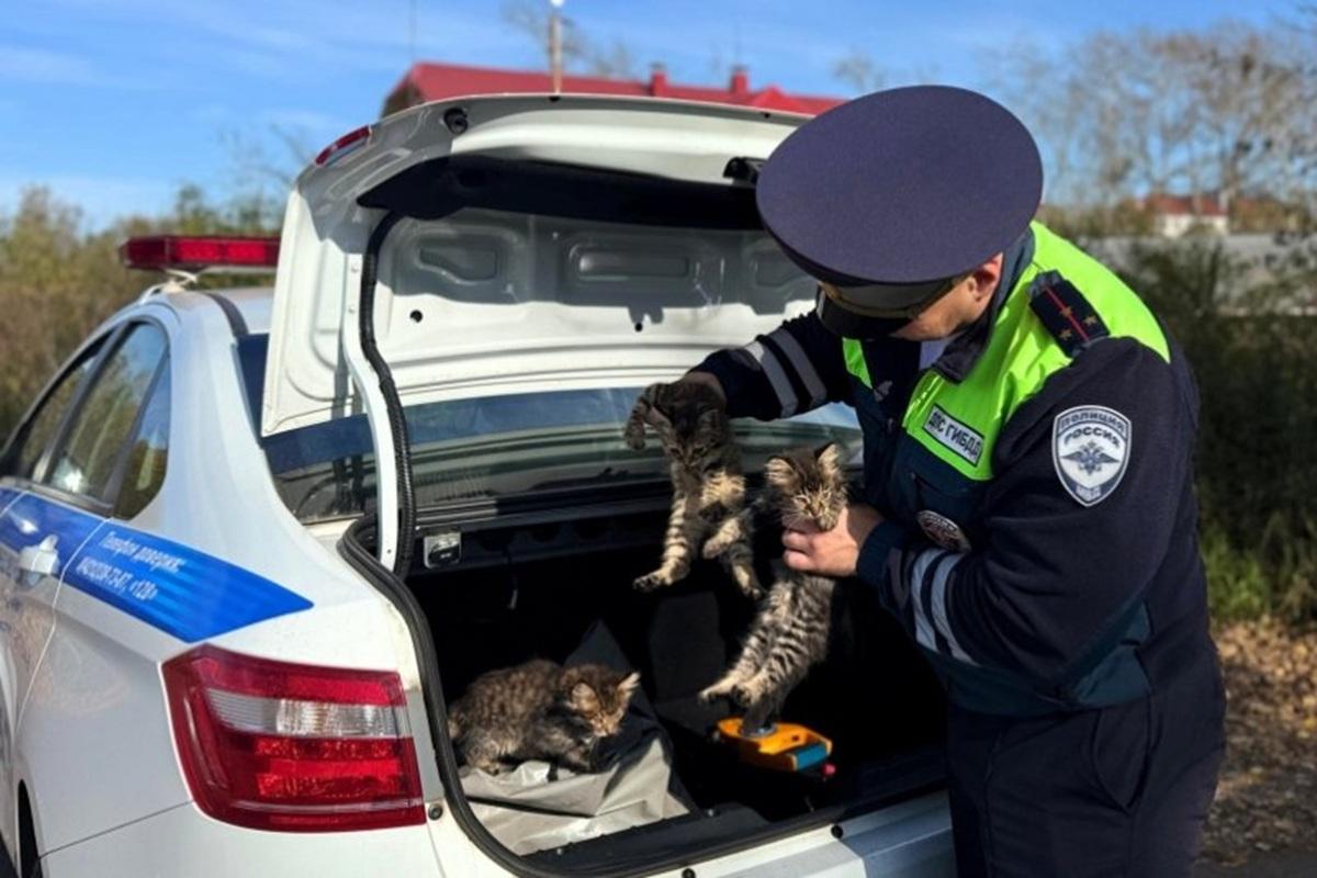 В Комсомольске-на-Амуре полицейские спасли котят с оживленной трассы