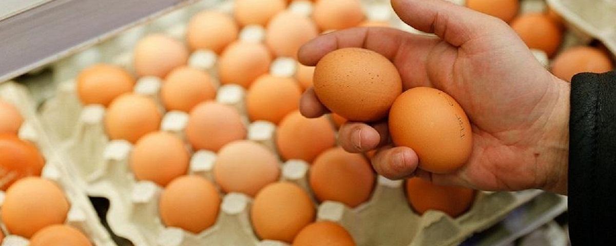 ФАС выяснит, почему подорожала стоимость куриных яиц