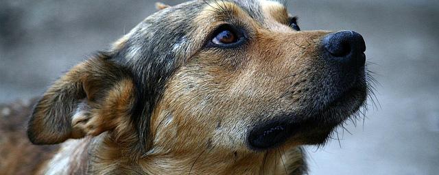Во Владикавказе активисты пытаются решить проблему бродячих собак