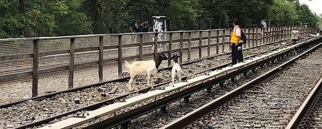 В Нью-Йорке две козы задержали движение поездов метро