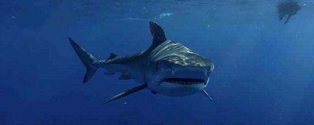 В Египте акула напала на купавшуюся девушку - видео