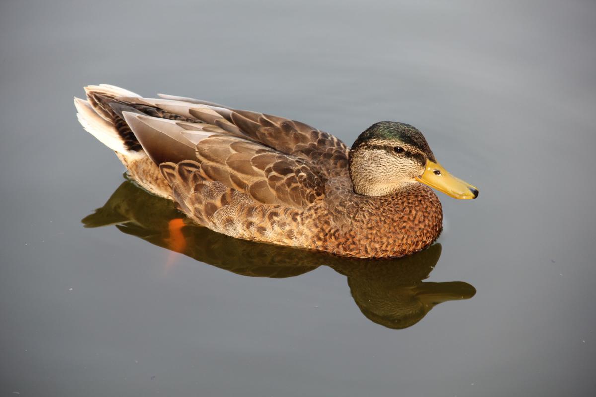 Экологи просят чеховцев не кормить водоплавающих птиц