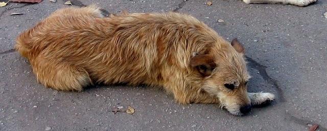 В Ростове СКР проверит сообщения о нападении собак на мальчика