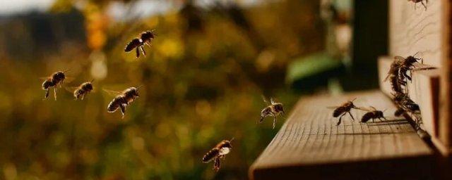 Bees socially distance themselves to avoid parasite infestation