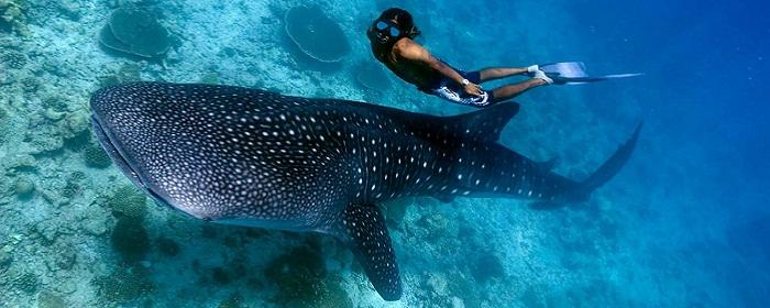 Tourists said a giant whale shark has returned to the shores of Hougarda