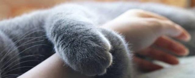 В британском Ливерпуле кошка спасла хозяйку от диабетической комы