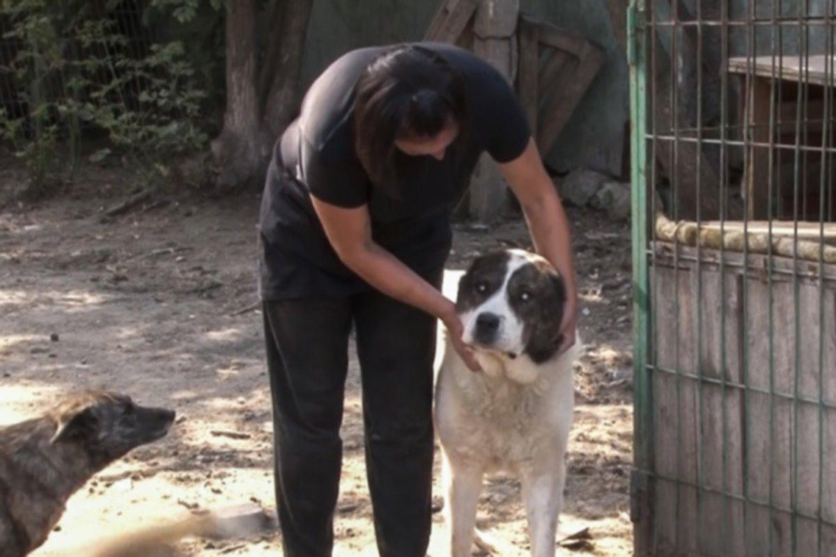 Власти Рязанской области ищут подрядчика для надзора за строительством приюта для животных
