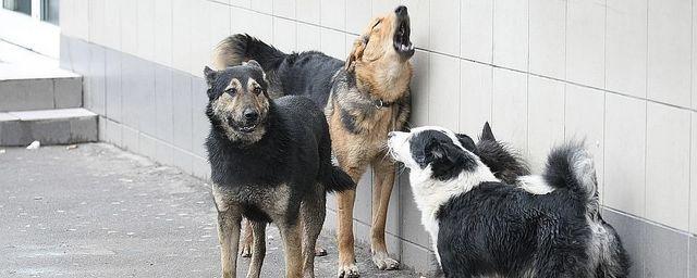В Иванове за январь отловили порядка 50 безнадзорных собак