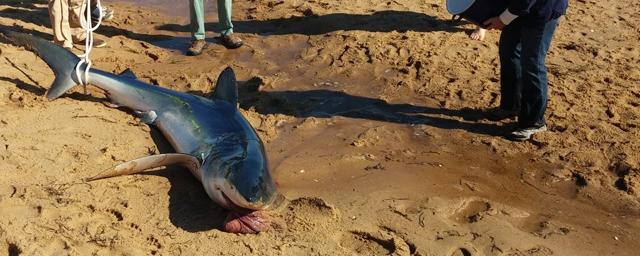Акула во время стресса выплёвывает свой желудок