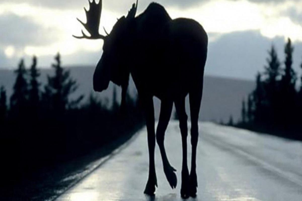 На трассе в Свердловской области в вечерне время автомобиль Chevrolet столкнулся с лосем