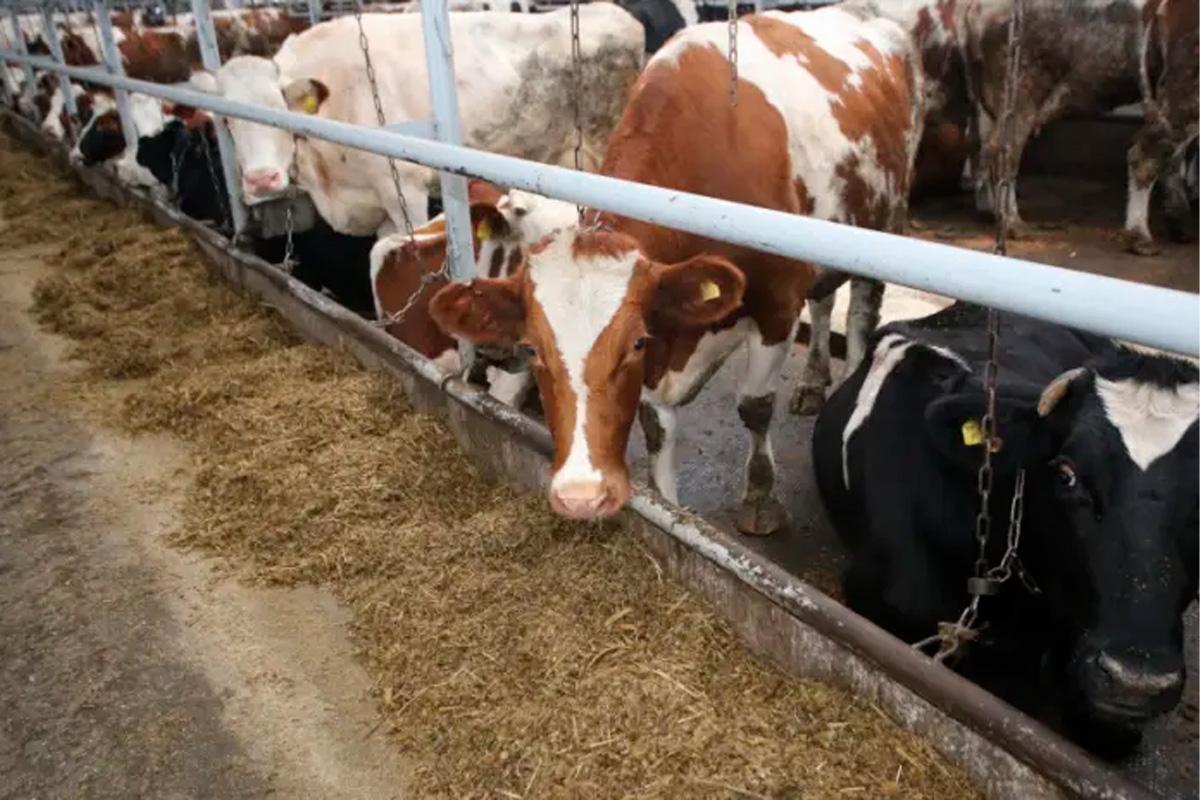 Генетические исследования помогут определить племенную ценность животных Мордовии