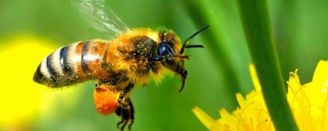 Численность летающих насекомых в Германии сократилась на 76%