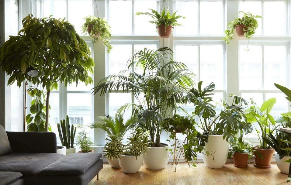 Россиянам назвали самые модные комнатные растения 2023 года