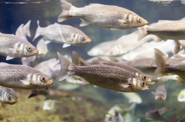 Власти Дагестана к 2025 году планируют удвоить объемы вылова рыбы