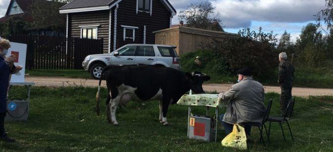 В Новгородской области на пункт выездного голосования пришла корова Ксюша