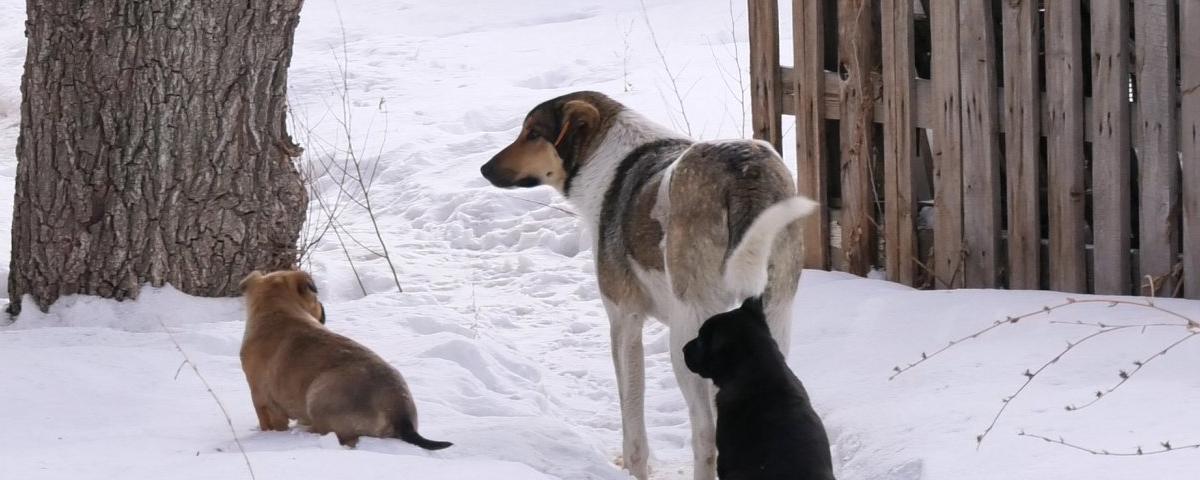 Орск дополнительно получил свыше 12 млн рублей на отлов бездомных собак