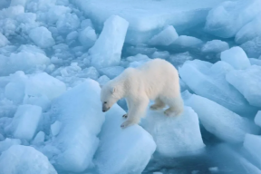 В МИД России сообщили о прекращении работы «арктической пятерки»
