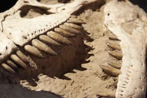 В Таиланде обнаружили останки ранее неизвестного динозавра