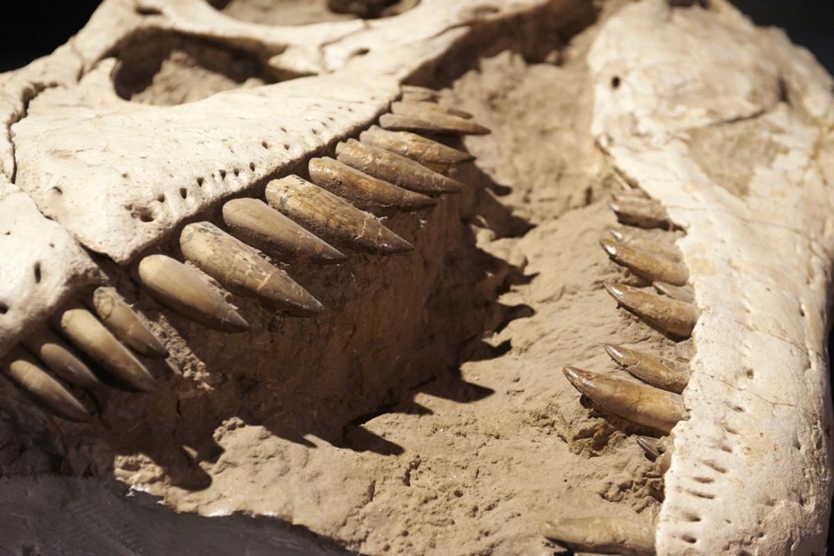 В Таиланде обнаружили останки ранее неизвестного динозавра