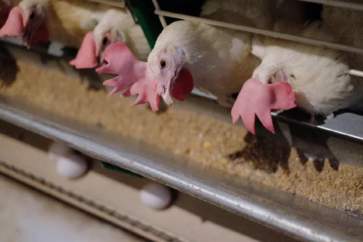 Птицефабрика в Ржевском округе объявила о закрытии на реконструкцию