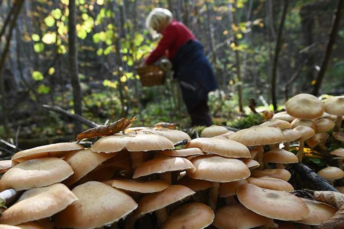 Поисковики Карелии нашли живыми двух пропавших пожилых грибников