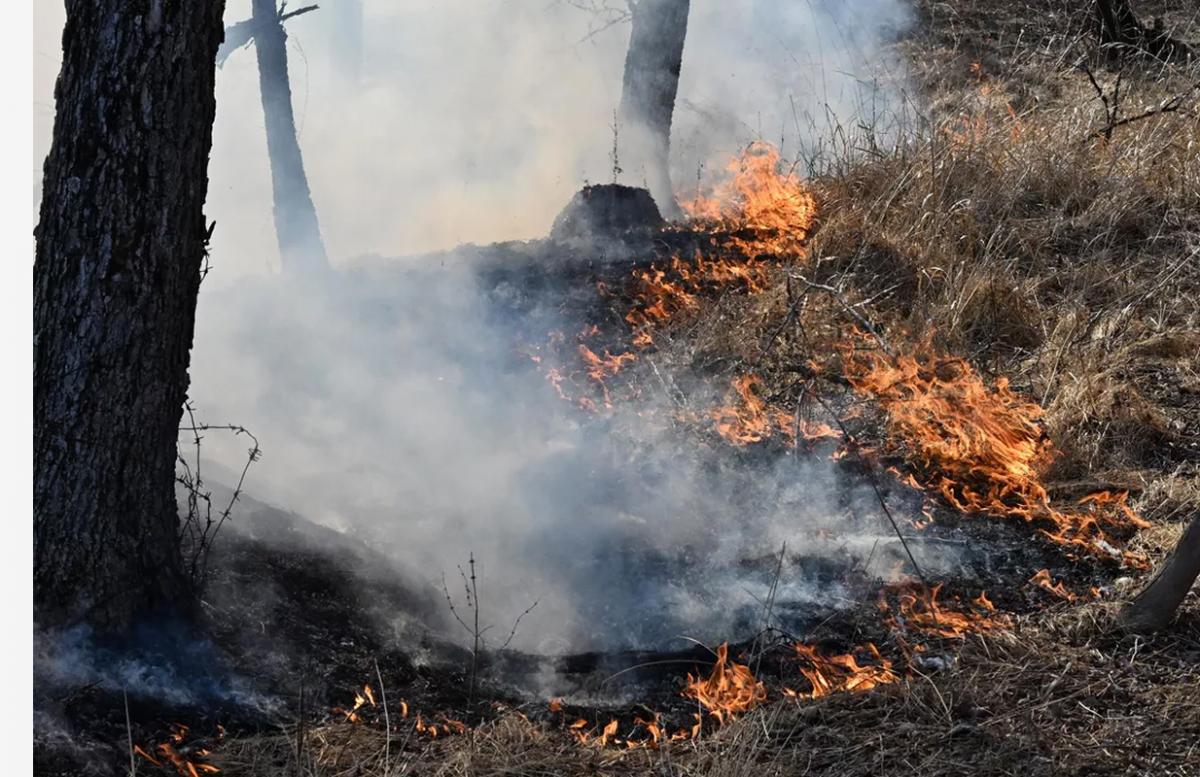 В России за сутки ликвидировали 56 лесных пожаров
