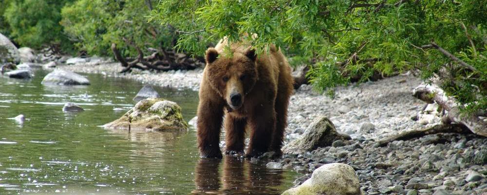 Россельхознадзор: Медведи на Сахалине заражены опасной болезнью
