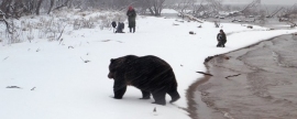 Команда Федора Конюхова снимает фильм о медведях Камчатки для экомедиапроекта