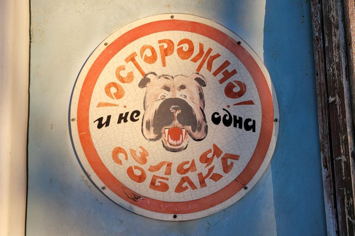 В Астрахани обнаружили очаг бешенства возле аэропорта