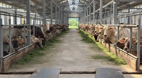Благодаря региональной поддержке в костромском СПК Колхоз «Родина» модернизировали животноводческую ферму