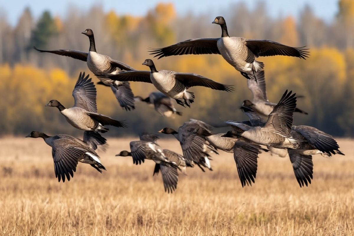 Перелетные гуси сделали неприятный «сюрприз» Финляндии