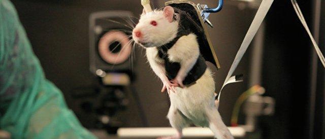 Нейрофизиологи смогли вылечить «застарелый» паралич у крыс