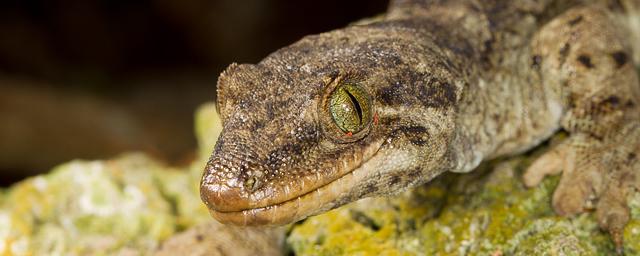 Новозеландские биологи выявили новый вид гекконов