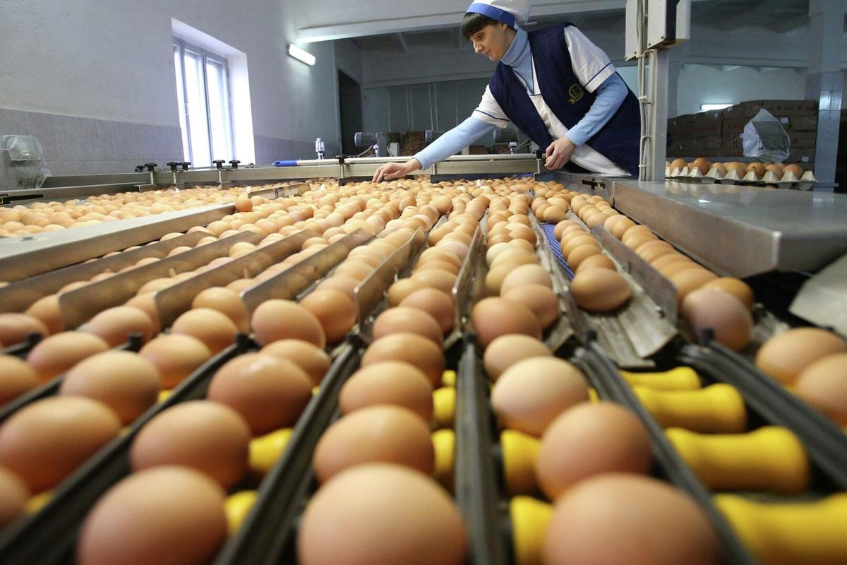 Саратовстат: сельское хозяйство региона произвело 340 млн яиц