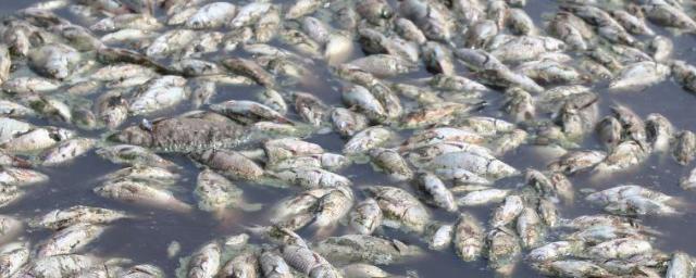 В озере Алтайского края погибла вся рыба, когда неизвестные спустили из него воду
