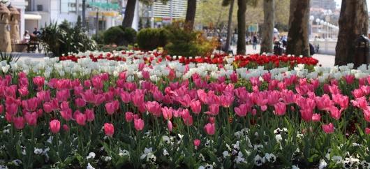 В Геленджике весной высадят полмиллиона цветов