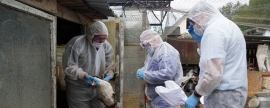 В Ивановской области объявили карантин по высокопатогенному гриппу птиц