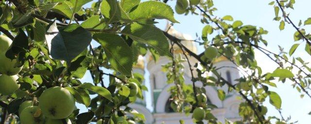 В Ленобласти высадят свыше 100 га фруктовых садов в течение 2019 года