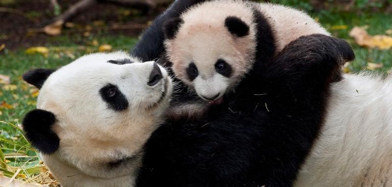 В зоопарке Шанхая умерла самка панды с детенышем