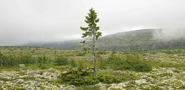 В Швеции растет ель возрастом 9500 лет 