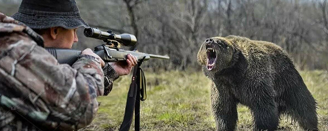 В Ивановской области разрешили отстрел 28 бурых медведей и 716 лосей