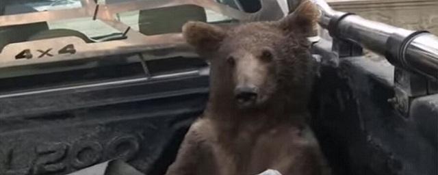 В Турции спасли пьяного медведя, объевшегося галлюциногенов