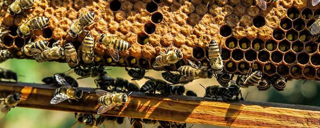 Белгородским пчеловодам возместят ущерб за погибших пчел