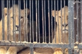 Прокуратура Уфы выявила нарушения в содержании животных передвижного зоопарка «Саванна»