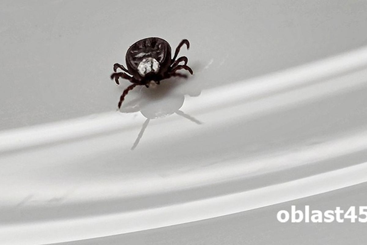 Роспотребнадзор: 21 непривитый житель Зауралья заболел клещевым энцефалитом