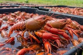 В Ленобласти появится акваферма по выращиванию австралийского рака