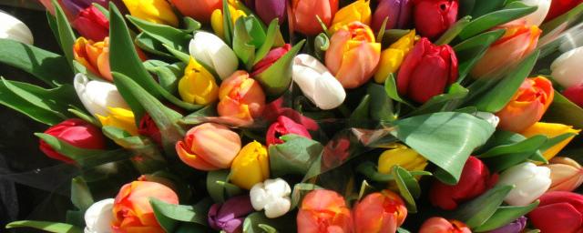 В кыренской оранжерее  к 8 Марта вырастили 25 тысяч тюльпанов