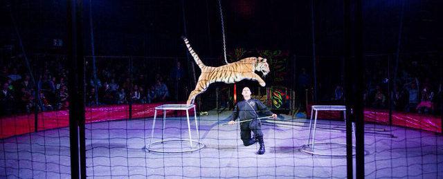 Тигр искусал дрессировщика в орском цирке