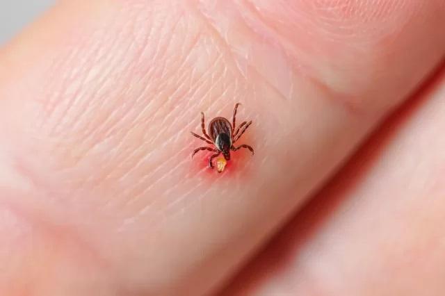 В Саранске парки и набережные начали массово очищать от клещей и комаров